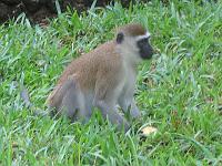 Kenya 124
